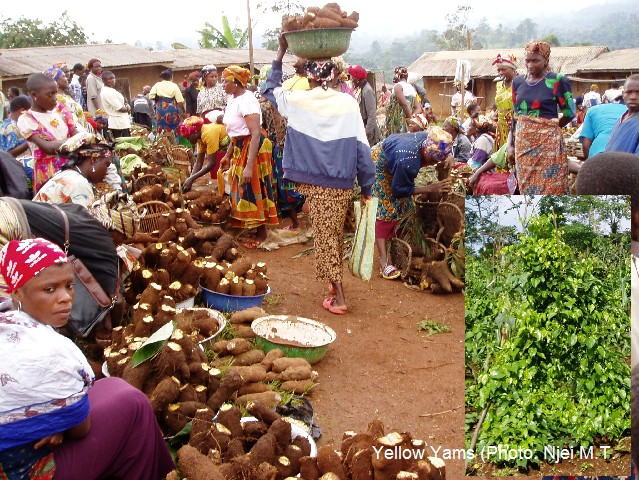 Yams in Guzang, Cameroon (Photo: Njei M.T)